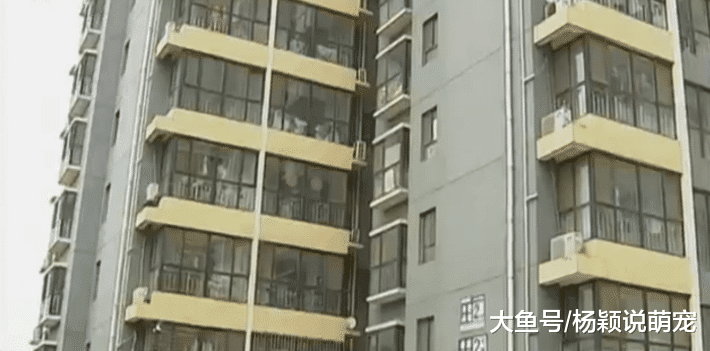 史上最强“鸠占鹊巢”法院判决直接无视，谁赶也不走，受害者：她已经抢5套房