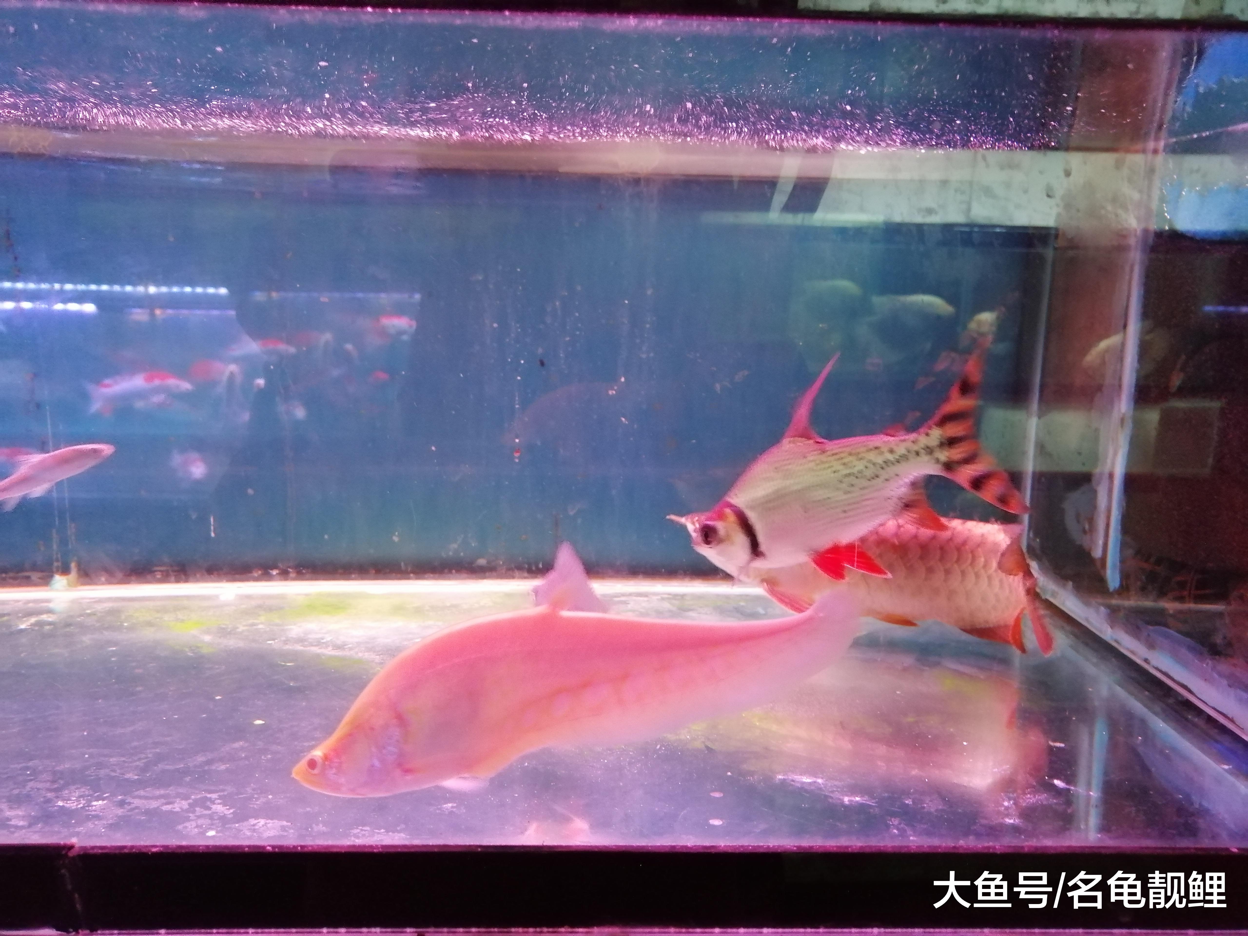 一缸一家庭：戏说养风水鱼的数量