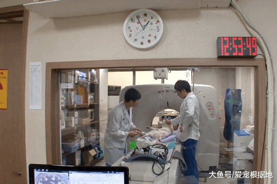 流浪狗被车撞后全身瘫痪，救命恩人用7年时间让它重新站起来！