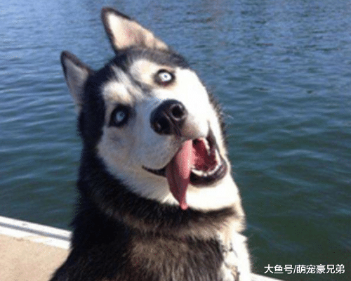 男子为训练哈士奇是否护主，故意失足掉水池中，狗：我不会游泳呀