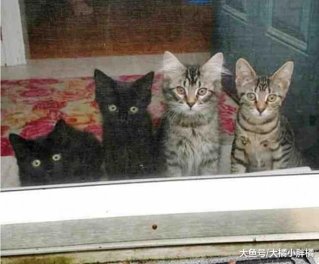 4只小猫暂居新家，为了永远待在家里，小猫们成功让夫妇成了猫奴