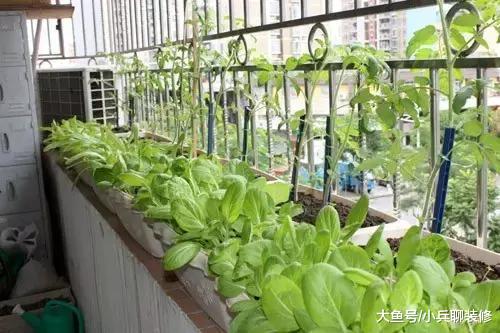 公婆进城后闲不住，阳台这么多种菜，一年都不用买蔬菜了！