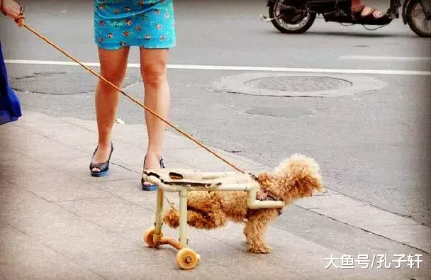 一女司机把泰迪撞伤，谁也没想到1个月后再见到泰迪，竟发生了这样的变化