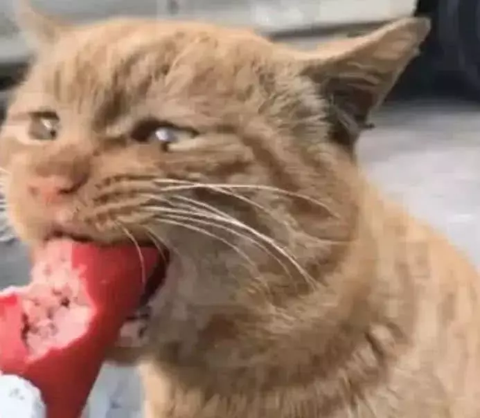 橘猫饿的发慌颤抖，好心网友喂养火腿肠，下意识的行为泪目