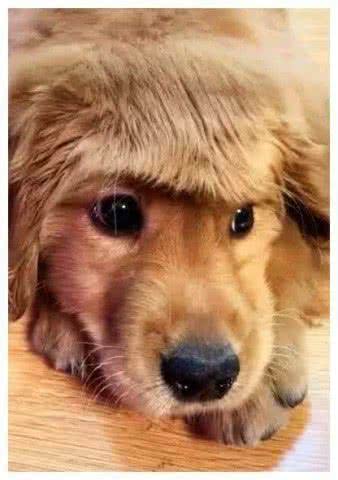 主人嫌理发店太贵，选择在家给金毛做造型，出门后路人笑出鼻涕泡