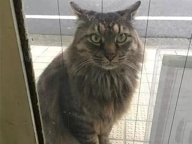 橘猫蹲在医院门口找媳妇，没想到被兽医拖走绝育，猫脸上满是绝望