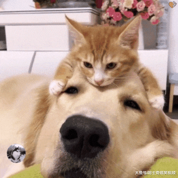 金毛救了一只橘猫，结果半年后，过上了“没羞没臊”的生活