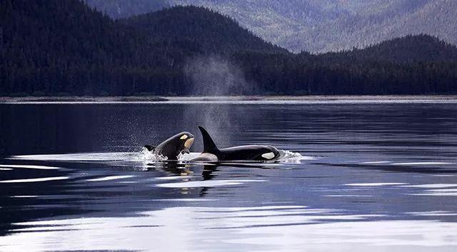 盘点历代海洋霸主, 笑到最后的, 居然这么萌