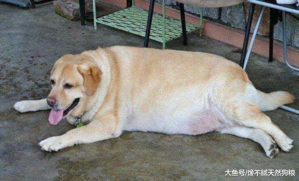 别让拉布拉多的贪吃，导致它发胖，从而引发疾病