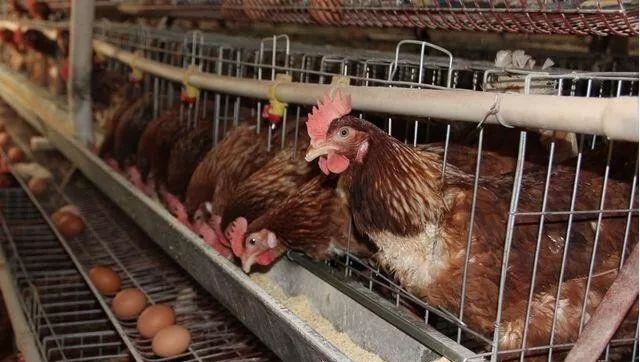 虫见愁丨鸡舍吸血怪螨虫，鸡只消瘦产蛋率下降传播疾病这么办