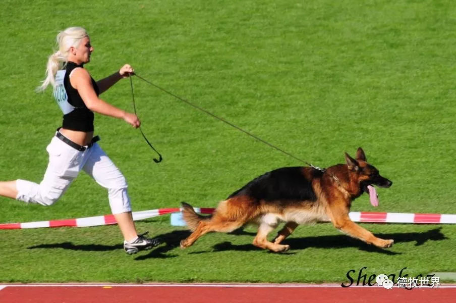 德牧传奇 狼王VA1威嘎斯VA1 Vegas du Haut Mansard