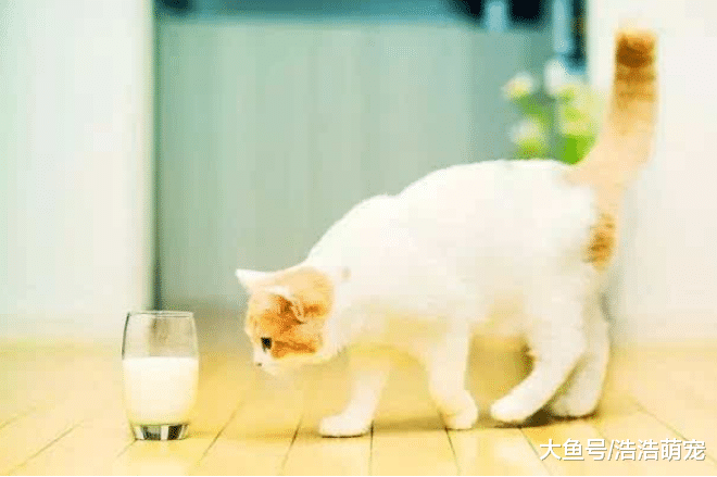 猫咪犯错，如果教育方式不对的话，它不会反思还会“记仇”