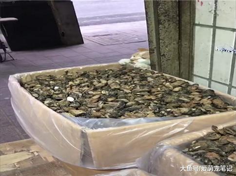 流浪橘猫去偷蚝干肉, 作案时被老板当场发现, 网友: 这小偷好可爱