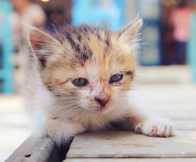 新手鏟屎官必須了解的養貓知識，有哪些事情需要格外注意