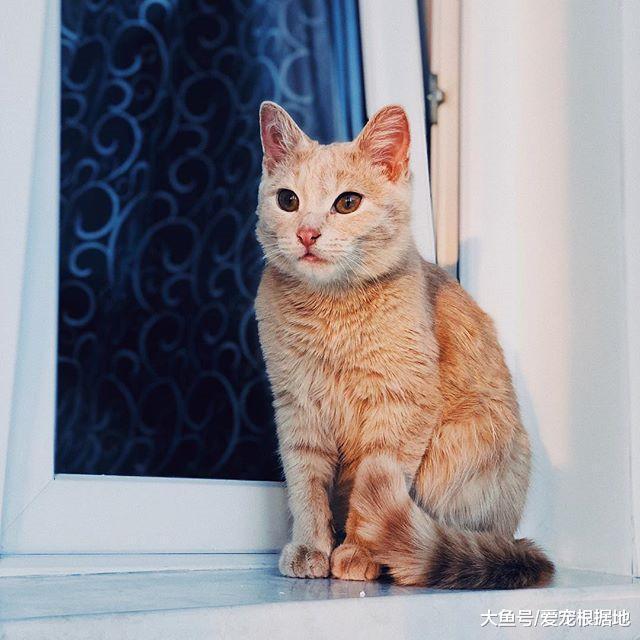 一起长大的兄弟喵，说好一起变帅，其中一只长大后竟画风突变！