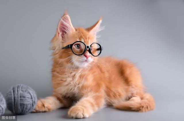 猫用益生菌是什么？有什么功效？