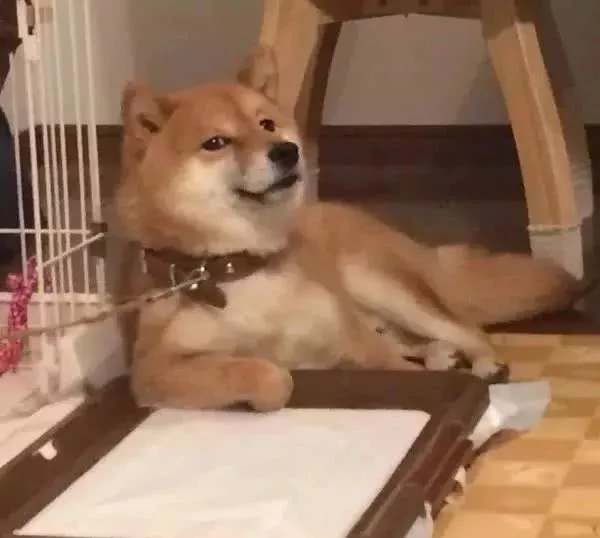 完了！我竟然被一只狗给撩到了，是恋爱的感觉了...