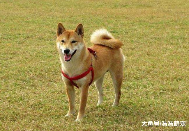 狗狗也会讨厌人，下面四种人就不受狗狗“待见”，你在其中吗？