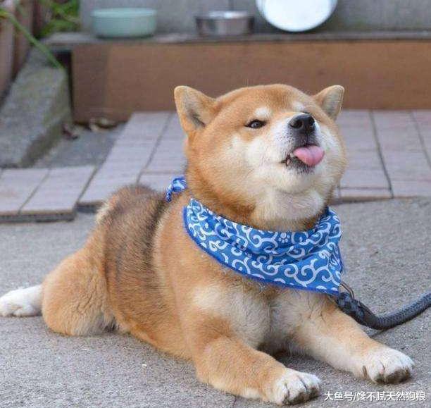 狗狗对你如果有这6种行为，说明它已经记恨你了，你有中招吗