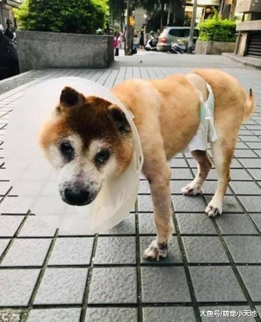 失明老柴过马路摇晃跌倒，暖女肉身挡车摆摊找主人