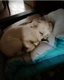 为什么狗狗都喜欢赖在床上，和你一起睡觉？原来有这6个原因！