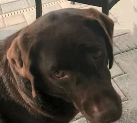 工作犬为保护主人意外离世，主人精神低落轻生，随爱犬而去