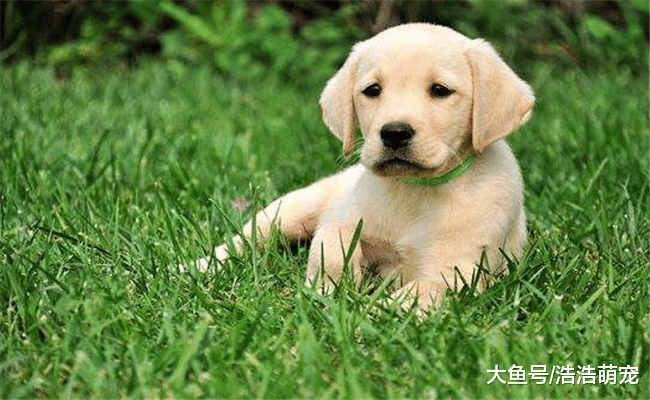 最受欢迎的5种宠物犬, 第四种长得有点丑, 第五种跟二哈很像