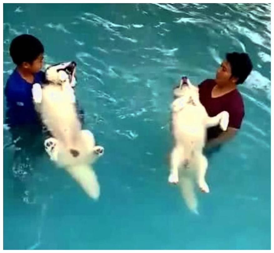 主人好心好意教二哈游泳, 这货直接高阶玩法: 请帮我水疗一下