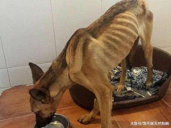 狗既不长个，也不长肉？多半跟这4个因素相关，宠主最好早知道