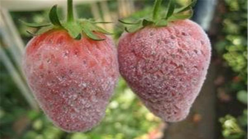 草莓老是生病，尤其灰霉病症状？这样做效果最好