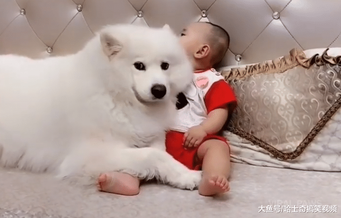 大白狗照顾小主人，因太“细心”走红，要不宝宝就掉下床了