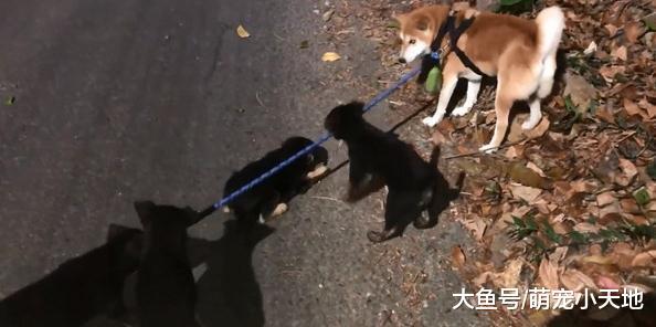 牵绳被小黑汪咬走, 柴犬以1比5的劣势淡定留原地: 你们还太嫩