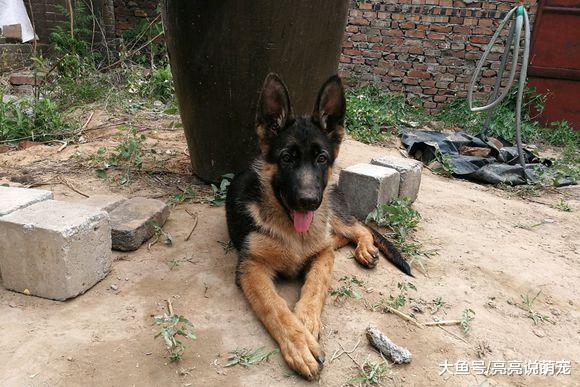 网友让德牧在家看门，它就在院子里哪都不去，狗：服从命令