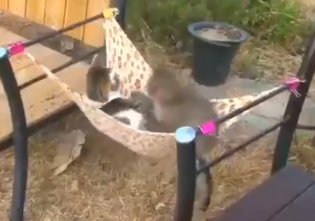 跨越种族的友情，胆小猫却有猴朋友，猴：我超爱猫大哥的