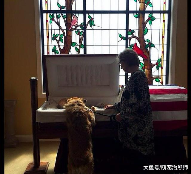 狗狗坐在主人生前的病床旁，静静望着窗外等待，背影看了惹人怜！