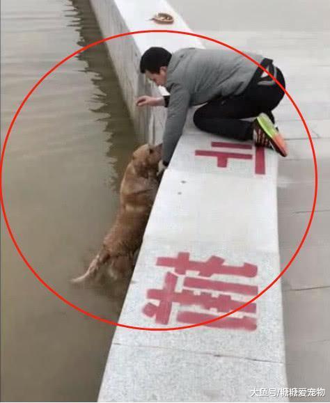 金毛意外落水, 主人伸手想把它拉上来, 结果却瞬间尴尬了!