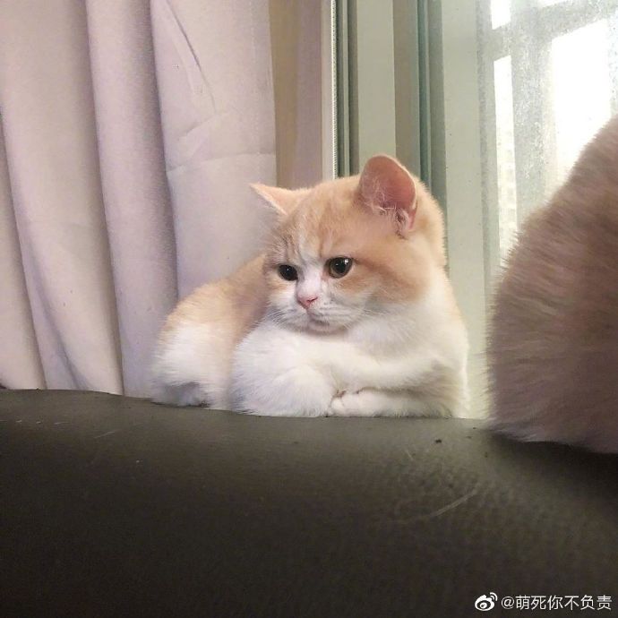 主人要给自己录视频，但猫咪有自己的想法