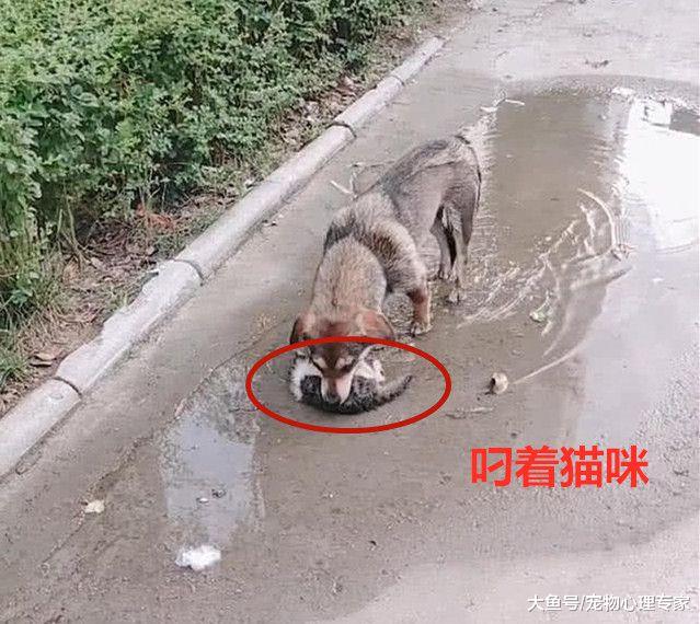 男子发现流浪狗嘴里叼着猫咪，跟去一看却不禁落泪，安息吧