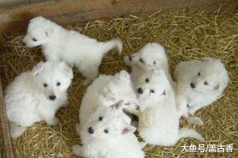 看到电梯旁窜过道黑影，还发着光把人吓得够呛，听到叫声才放下心