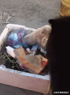 女孩收养一只小土狗，从无人问津到全家的团宠，仅用了两个月时间