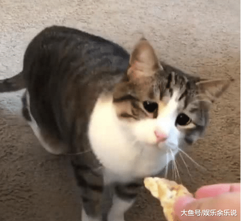 给委屈猫咪喂饼干，当它走过来闻了一下，看到这反应，措手不及