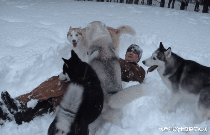 主人在雪地倒下，5只二哈跑來“救”他，寵主：踩我臉上了