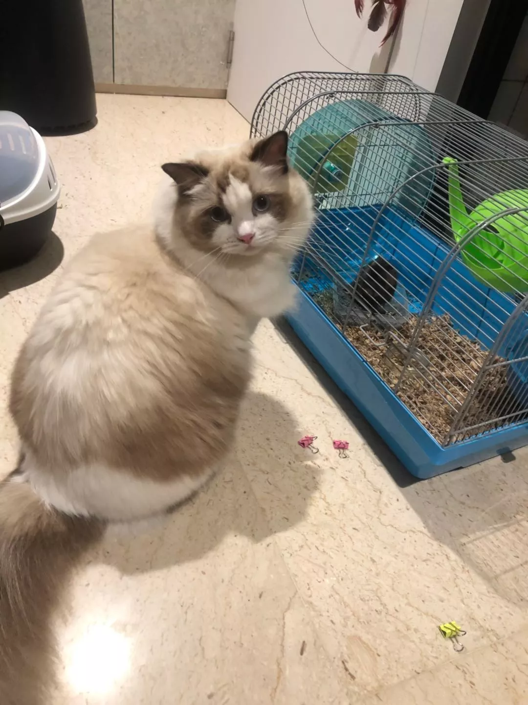 大肥猫钻进主人买的小屋却不高兴了，原因是因为塞不下去...