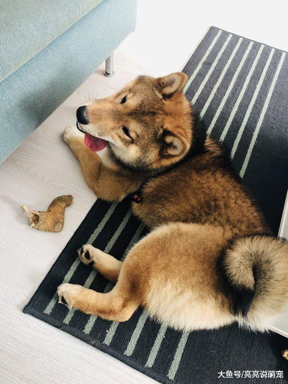 柴犬太倔了！主人出门没有跟它说，回来给好吃的都不理