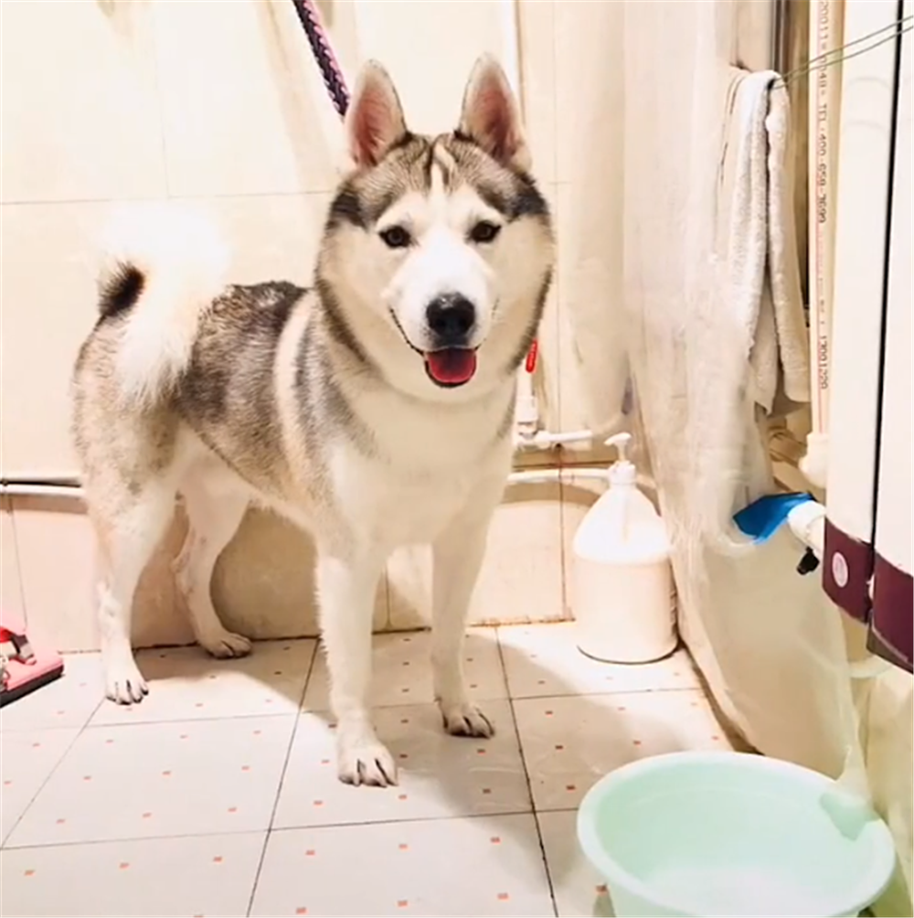 雾霾太严重主人没遛二哈, 二哈在家撕碎玩具发泄, 狗: 是你逼我的