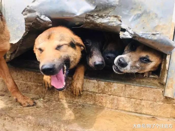 500多块的铁门，就这样被狗子们拆了？