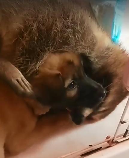 浣熊超爱抱小狗，勒到它舌头都吐出来，压住狗狗不让它挣脱