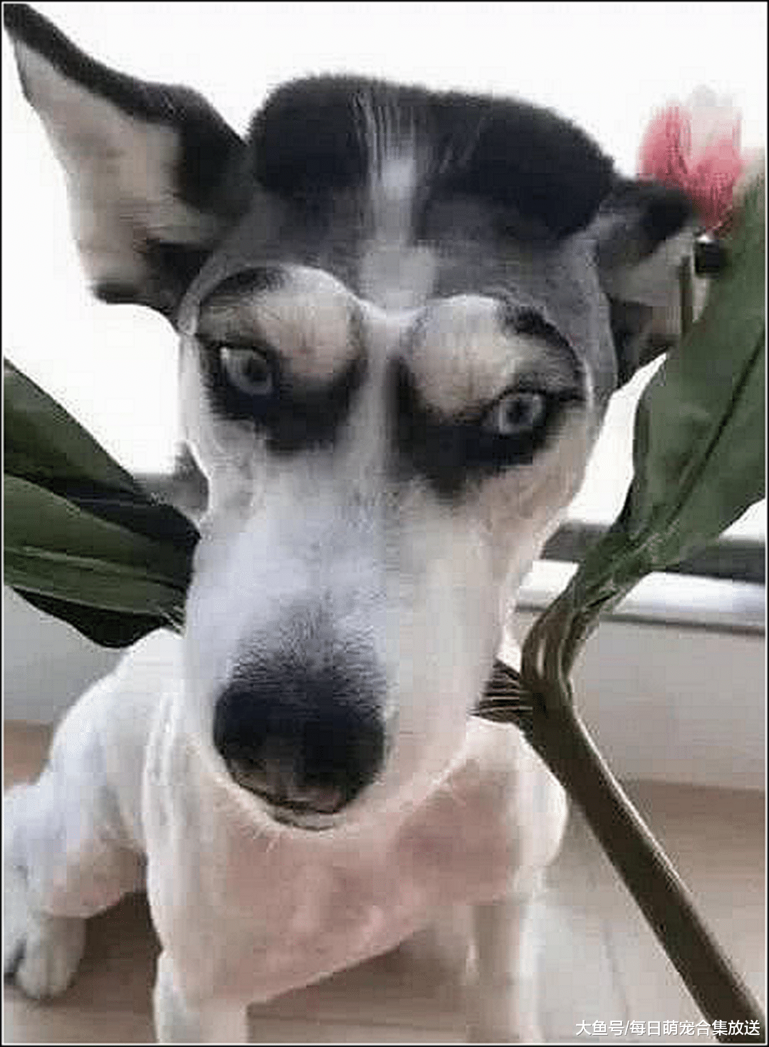 男子骗哈士奇剪造型，半夜发现它在偷照镜子，走近一看不淡定了