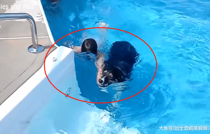 狗狗救“落水”小主人，咬住头发就往岸上拖，太让人暖心了