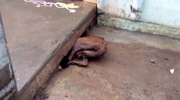 暴雨侵袭！骨瘦如柴的流浪狗妈妈拼老命成功救下自己的5个孩子！